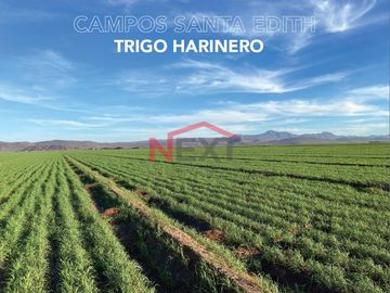 CAMPOS AGRICOLAS EN VENTA  SANTA EDITH????