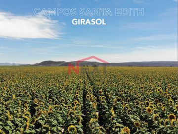 CAMPOS AGRICOLAS EN VENTA  SANTA EDITH????