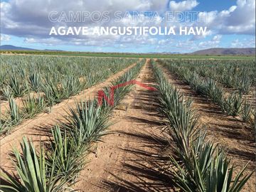 CAMPOS AGRICOLAS EN VENTA  SANTA EDITH????