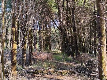 Se vende parcela a minutos de Ancud