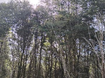 Se vende parcela a minutos de Ancud