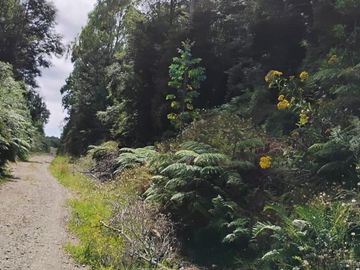 Se venden parcelas en el sector de el Quilar, comuna de Ancud