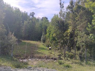 Se venden dos predios de 4 hectareas cada uno en Pumillahue, Ancud
