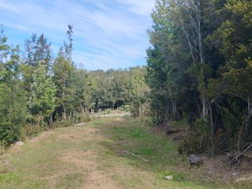 Se venden dos predios de 4 hectareas cada uno en Pumillahue, Ancud