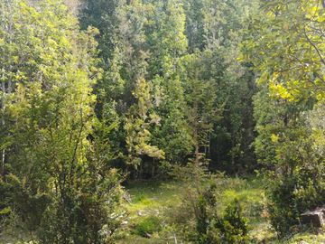 Se venden dos predios de 4 hectareas cada uno en Pumillahue, Ancud