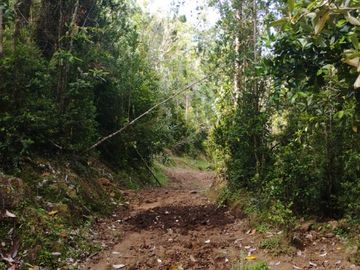 Se venden dos predios de 4 hectareas cada uno en Pumillahue, Ancud