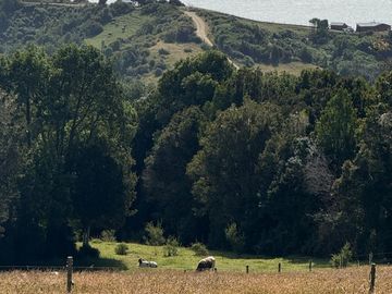 Se venden dos predios de 4 hectareas cada uno en Pumillahue, Ancud