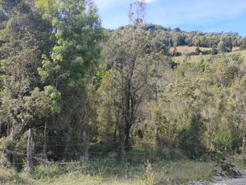 Se venden dos predios de 4 hectareas cada uno en Pumillahue, Ancud