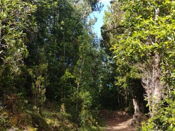 Se venden dos predios de 4 hectareas cada uno en Pumillahue, Ancud