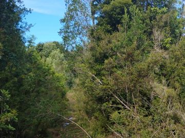 Se venden dos predios de 4 hectareas cada uno en Pumillahue, Ancud