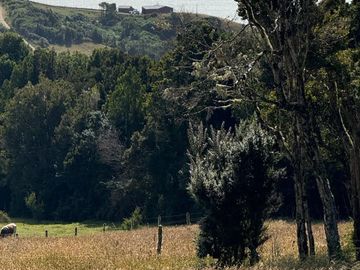 Se venden dos predios de 4 hectareas cada uno en Pumillahue, Ancud