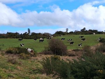 Se vende terreno de 26 hectareas en Chiloé