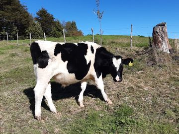 Se vende terreno de 26 hectareas en Chiloé