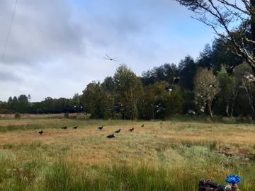 Se vende terreno de 26 hectareas en Chiloé