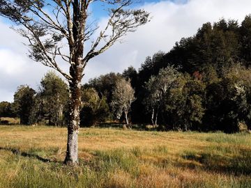 Se vende terreno de 26 hectareas en Chiloé