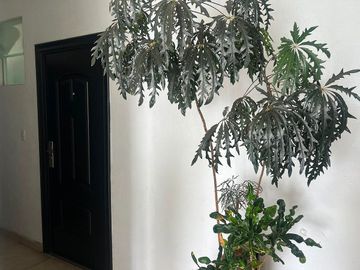 DEPARTAMENTO EN RENTA AMUEBLADO EN CAÑADAS