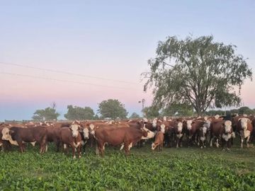 CAMPO MIXTO EN ALQUILER EN TOSTADO SANTA FE