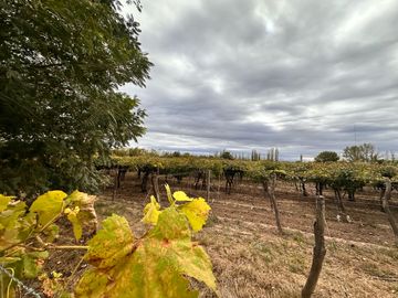 VENTA DE CASA Y VIÑEDO, CALLE LA POSTA S/N,JUNIN, CON TOUR VIRTUAL