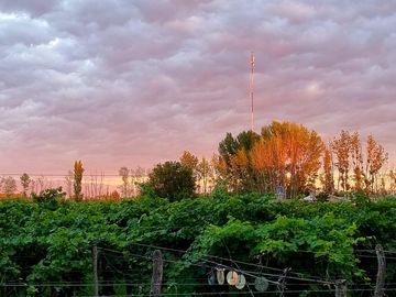 VENTA DE CASA Y VIÑEDO, CALLE LA POSTA S/N,JUNIN, CON TOUR VIRTUAL