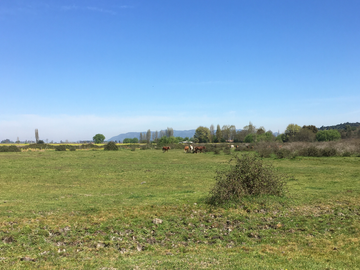 VENTA PARCELA EN TENO CON ESTERO