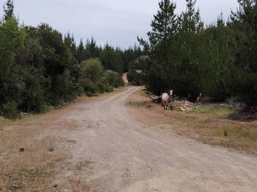 Parcela en venta  en CHEPICA