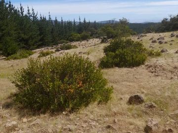 Parcela en venta  en CHEPICA