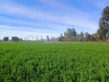 Parcela en venta  en CHIMBARONGO