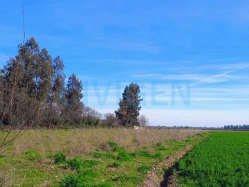 Parcela en venta  en CHIMBARONGO