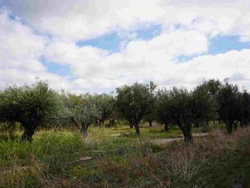 TERRENO EN VENTA, 4.496 m2 RUTA 60, MAIPÚ