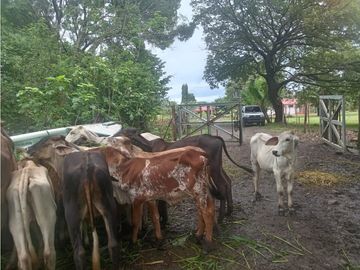 CHAME / EL ESPAVE / 3 HECTAREAS / AMPLIO TERRENO / ZONAS VERDES