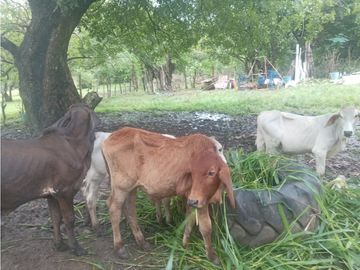 CHAME / EL ESPAVE / 3 HECTAREAS / AMPLIO TERRENO / ZONAS VERDES