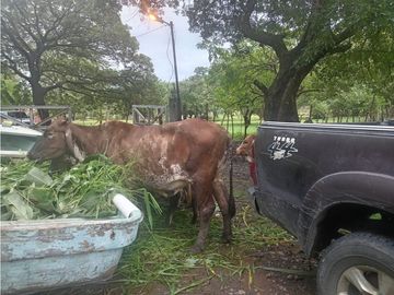 SE VENDE TERRENO 3 HECTAREAS EN EL ESPAVE RODEADO DE NATURALEZA