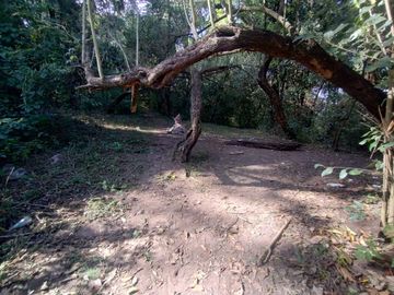 VENTA TERRENO 9667,20 M2 LOS PERALES