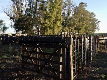 Alquiler de instalaciones para FEEDLOT en Cruz Alta, Cordoba