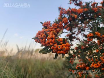 Terreno en Pilar