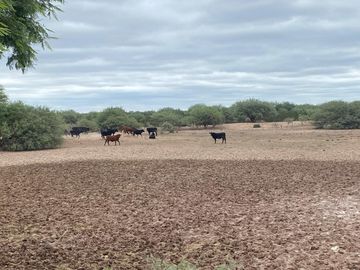 Campo en venta - Cuadro Nacional -San Rafael