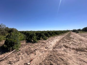VENTA DE FINCA 15 HA EN REDUCCION C/CASCO HISTORIC