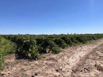 VENTA DE FINCA 15 HA EN REDUCCION C/CASCO HISTORIC