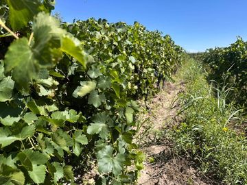VENTA DE FINCA 15 HA EN REDUCCION C/CASCO HISTORIC
