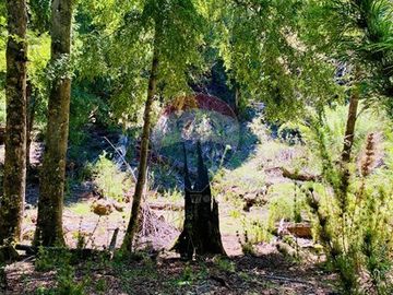 En venta Terreno 14,9 ha. Panqui -Curarrehue
