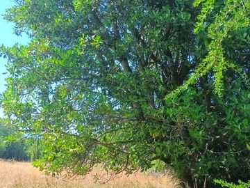 Venta Parcela de Campo Catripulli, Curarrehue