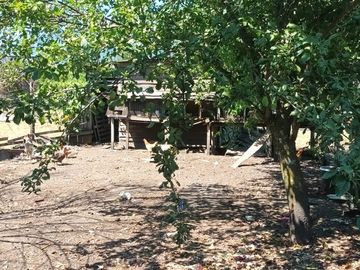 Venta Parcela de Campo Catripulli, Curarrehue