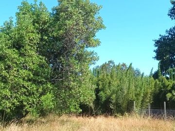 Venta Parcela de Campo Catripulli, Curarrehue