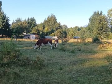 Terreno en Pucón: 12.403m² en Sector Los Riscos
