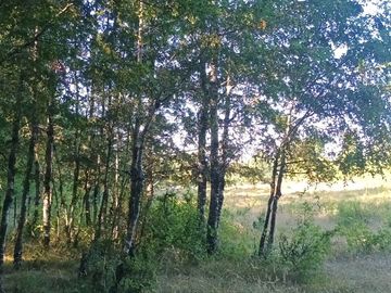 Terreno en Pucón: 12.403m² en Sector Los Riscos