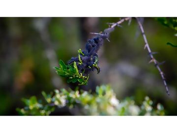 Parcelas en venta Villarrica