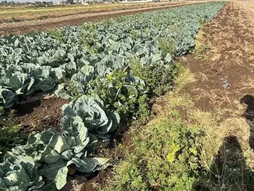 Terreno en venta en San Gregorio Atzompa, San Gregorio Atzompa, Puebla