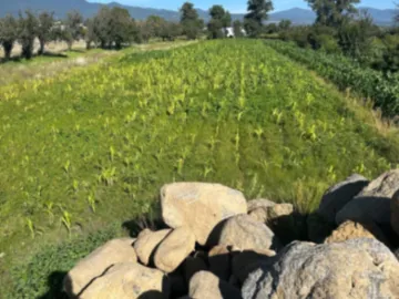 Terreno en venta en San Matias Atzala, San Felipe Teotlalcingo, Puebla