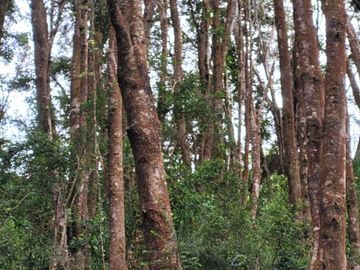 PARCELAS EN VENTA EN ISLA LEMUY, CHILOÉ | DOCUMENTACIÓN AL DÍA | LISTAS PARA COMPRAR