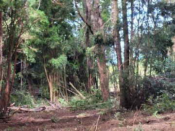 PARCELAS EN VENTA EN ISLA LEMUY, CHILOÉ | DOCUMENTACIÓN AL DÍA | LISTAS PARA COMPRAR